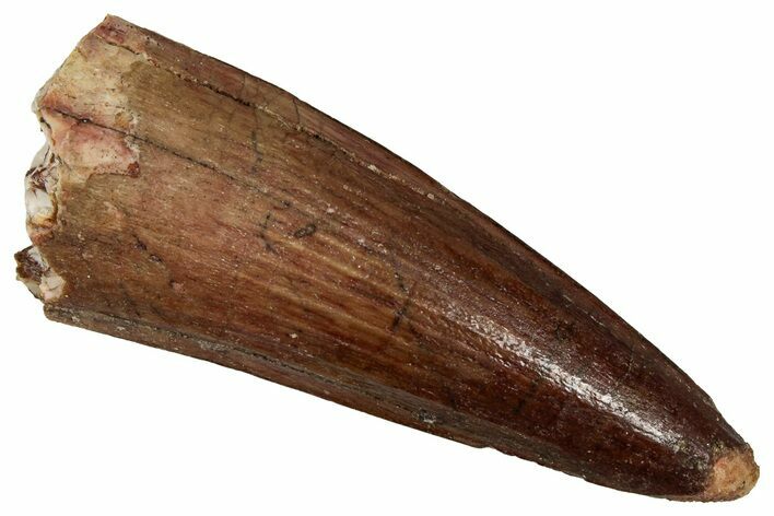 Fossil Spinosaurus Tooth - Real Dinosaur Tooth #356788